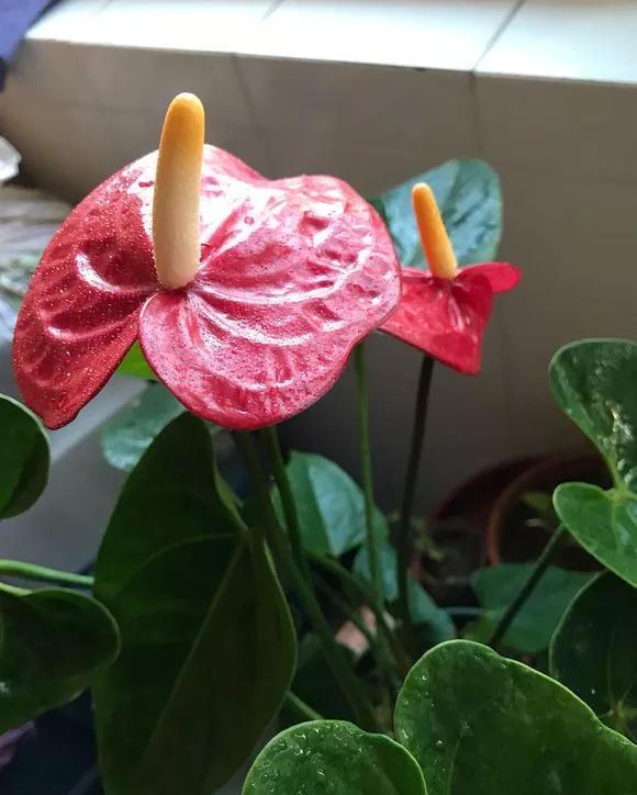 散射光:家里采光差,养3种耐阴花,光照少也能呼呼长,开成花墙太惊人!