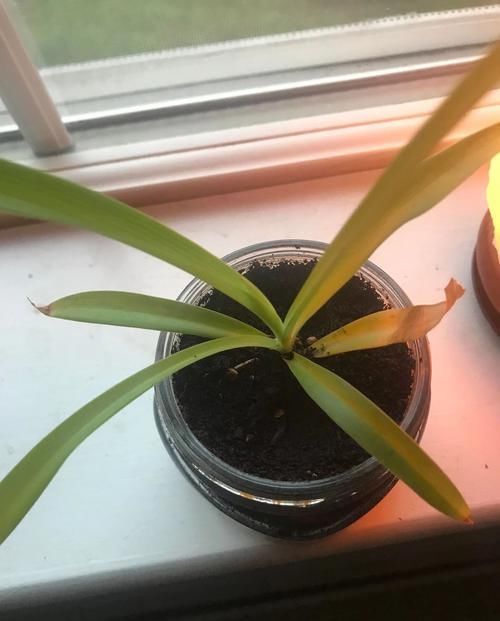  盆栽|盆栽植物叶片突然变成褐色，突然死亡是什么原因