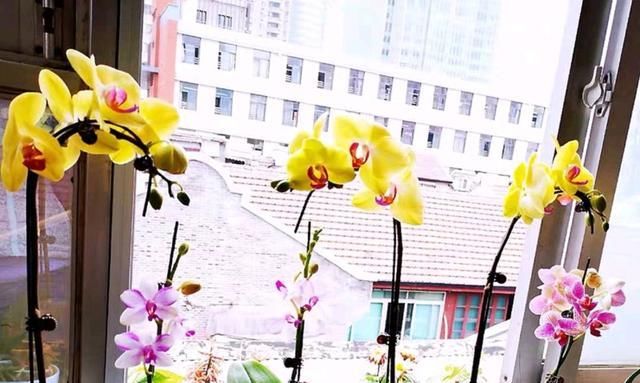 『蝴蝶兰换』蝴蝶兰叶发黄是什么原因