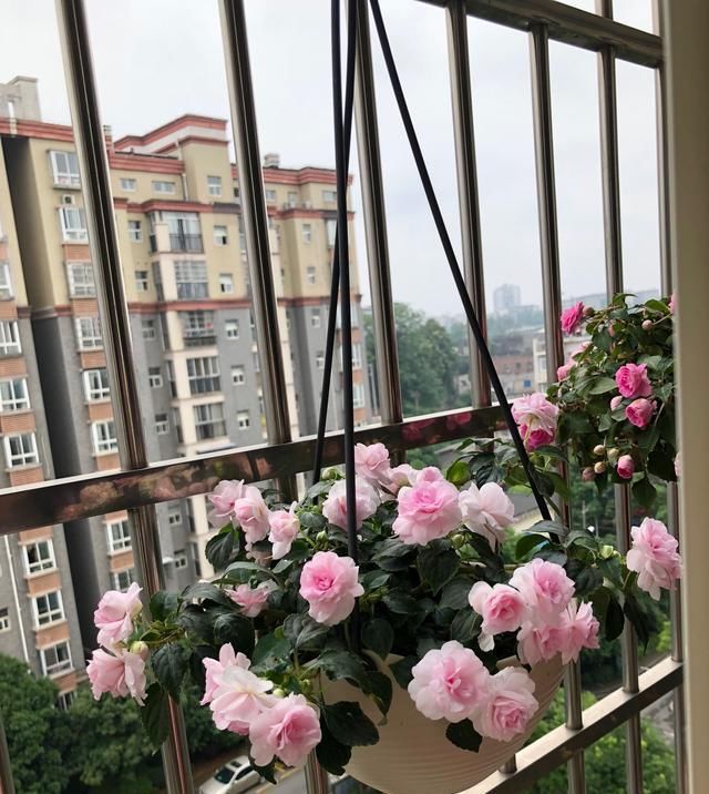  『栽培』美丽不输玫瑰，周年花开不停，这种阳台盆栽花，很值得栽培