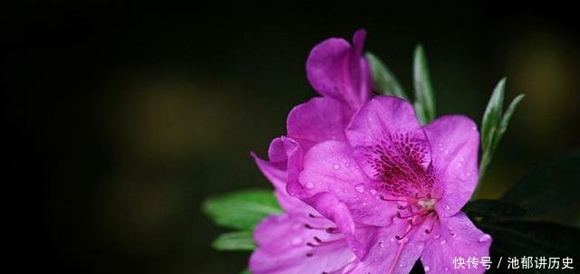  「难养」杜鹃花太难养，来盆毛杜鹃，皮实好养，谁都能养爆盆