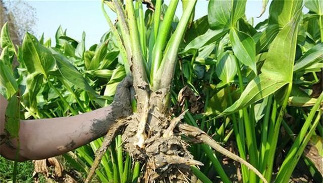  【采挖】人称“剪刀草”，寒风里采挖，一斤卖4.5元，农民不觉得