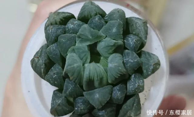 #试试#养不好的花,试试无土水培,几天长出大白根,还能开花呢!