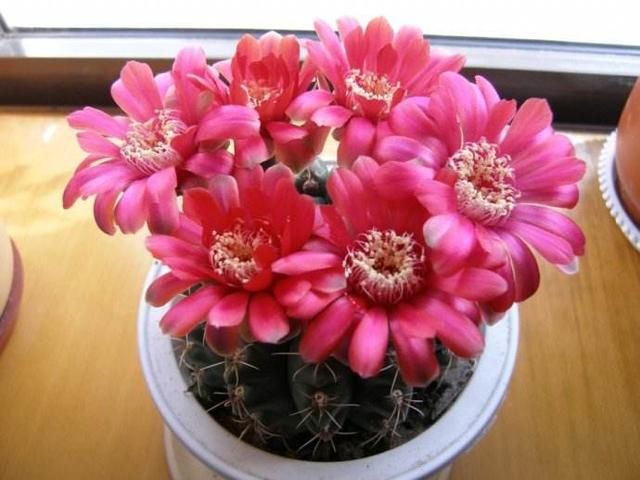  「花苞」仙人球花期短？这2个品种是劳模，一次能开30朵、开完一茬又一茬
