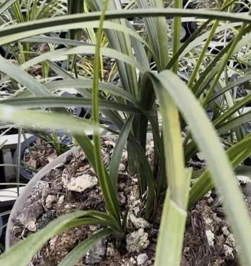  #丝状#兰花植料中生出的“白色丝状物”是病菌吗？怎么处理？