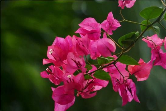  「打造」这几款植物，养在家里增碳雅致，花开俏丽多姿，轻松打造百花园