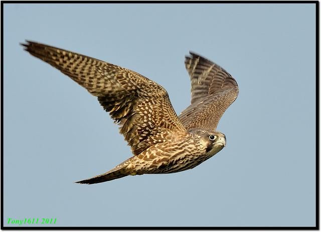 你知道中国的国鸟是什么?3分钟让你知道全球