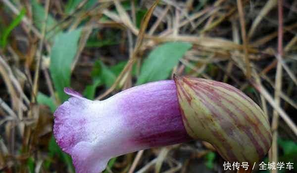 『人称』它极为珍贵,人称“东野菰草”,如今可遇不可求,遇见请重视!