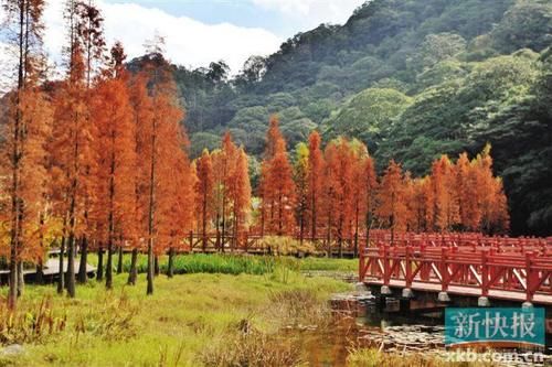 “广州香山” 3000 亩红叶迎寒生姿