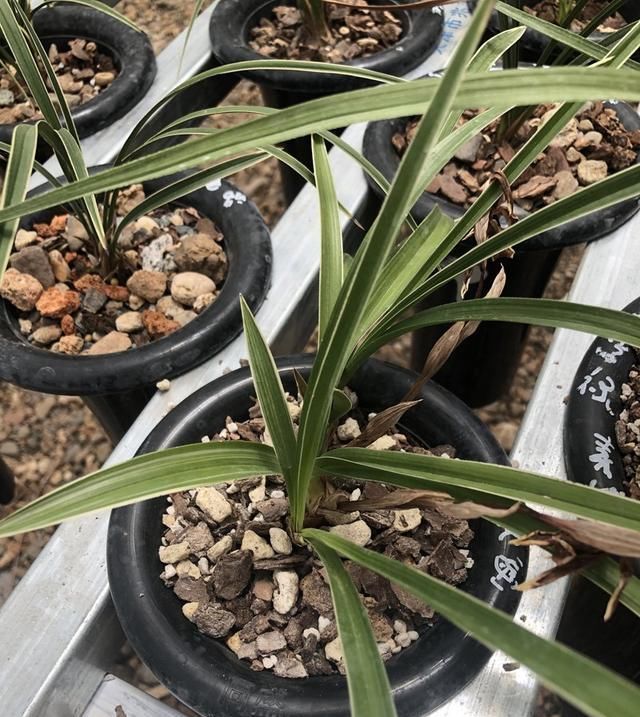 喜欢野生:如何区分野生珍贵兰花与普通兰花?