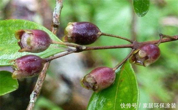 「别致」新手养花,不如养观赏精品:桃金娘,清香别致,美丽动人