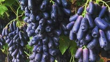  葡萄@现挖发货！抗旱冻不死，结180天的果，碰土就活，3棵让你家