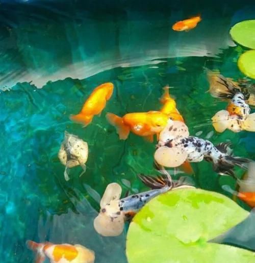  「子非吾」那又怎样？子非吾，焉知吾之乐？