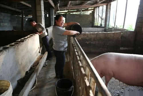  不妨：2020年农村哪些行业能赚十万？3个热门2个冷门，农民不妨看看