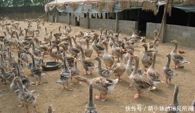  「发现」农户们要注意了，养殖业有三个禁令，一旦被发现就会查