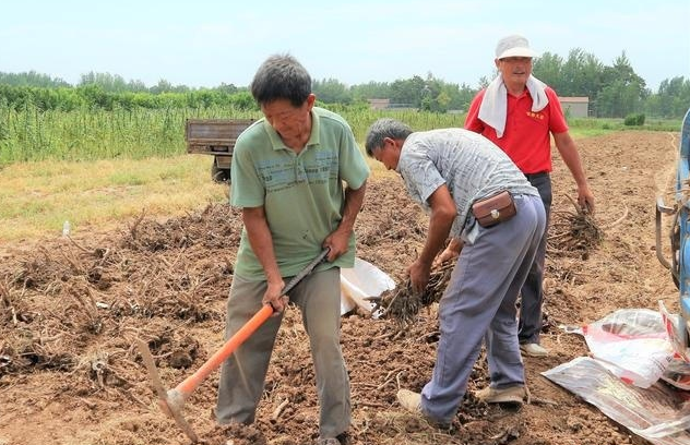  「白芍」农民种植“懒人农作物”，3亩赔本600元，为什么坚持要