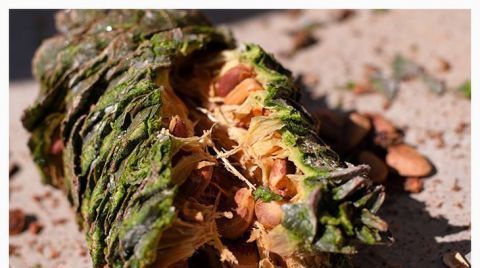  农民|收购价居高不下，如今涨到50元一斤，仍供不应求，农民冒生