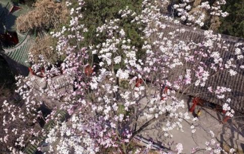  树木@被农民当成柴火烧的树木，价值超虫草，曾经是农民眼中的救