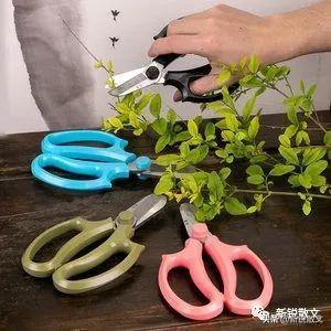 花木|初喜盆景,我的修剪之术,从惜花如金到“心狠手辣”
