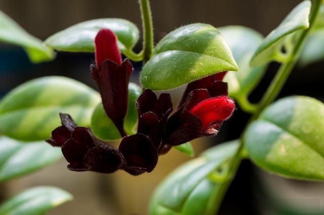  #绿萝#3种吊兰能开花，比绿萝好养活，比牡丹还漂亮，赏叶观花一棵就够
