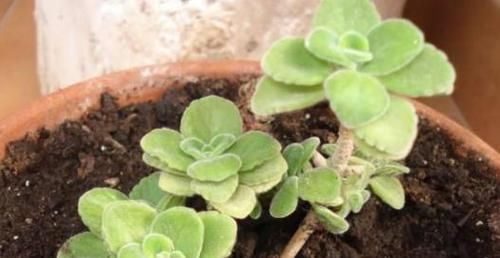 奇葩■多肉植物没'花香'?这4种是'奇葩',自带体香,养护简单
