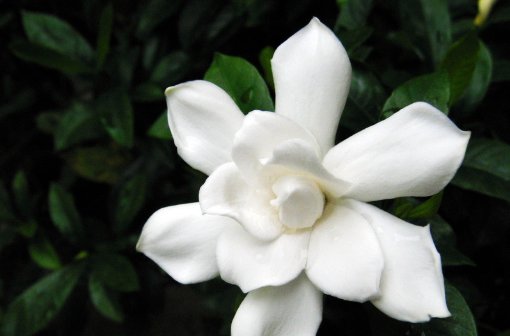  「栀子花」栀子花最爱这种“水”,每周用一次,叶子油亮花满枝,轻松爆盆