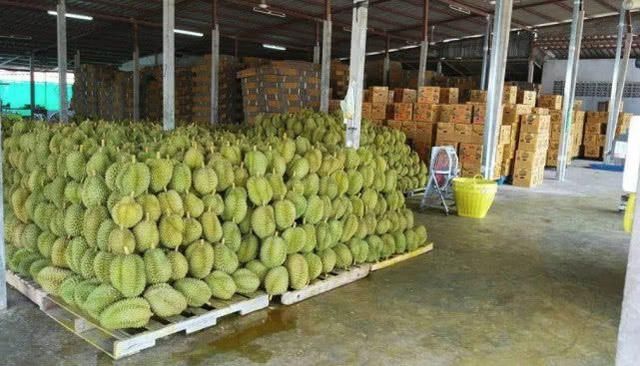 巴基斯坦水果滞销，中国承包了上万吨，这三个国家红了眼？