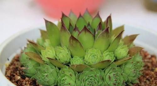 #植物#这“三种”植物容易繁殖,小嫩苗有水就能活