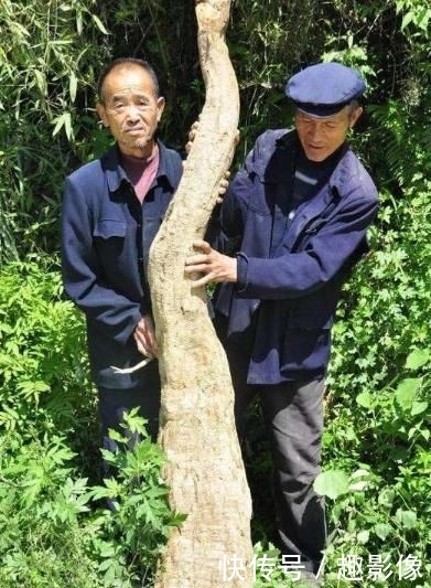  【拿来喂猪】50年前喂猪的“野草”，农民吃到吐，如今当绿色食