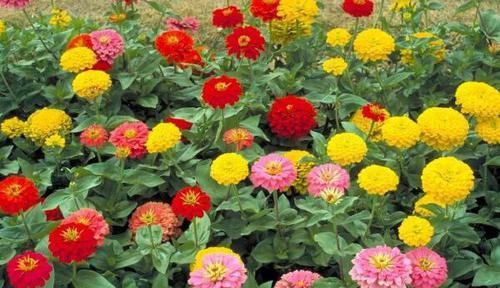  [常容易养活]4种“懒人花”，花期长颜值高，招财纳福聚喜气，来年旺旺旺