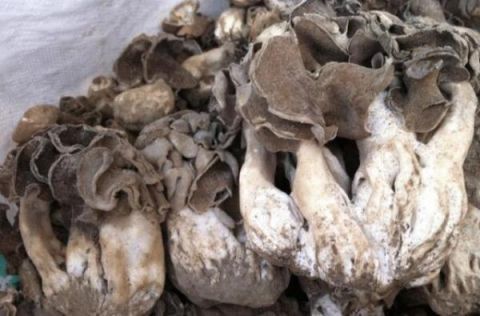 新疆特产年产仅10吨 常有人花“天价”求购却无人卖