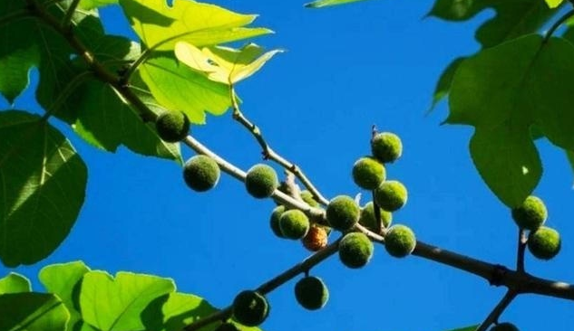  「构树」果实能食用，用途广泛，专家都说浑身是宝的树，农民却