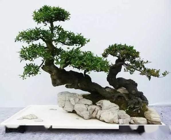 「手法」盆景基本的手法,这5项你要知道,这样你的盆景更有内涵