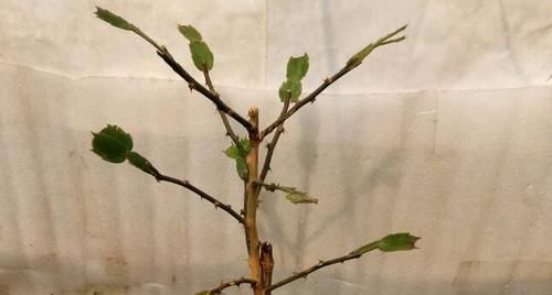  #花塔#一根叶仙把蟹爪兰嫁接成了花塔，开花壮观成瀑布，嫁接存活6绝招