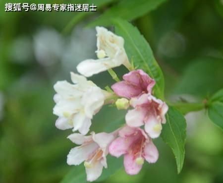 『运势』生肖属羊人2021年3月运势:谈恋爱中扮演一个不称职的情侣脚色