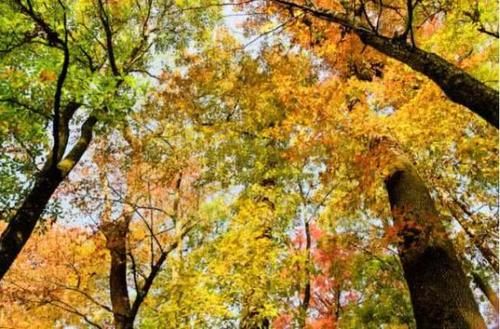 杭州这一古村庄，深秋金黄银杏叶子，隐藏江南绝美秋景