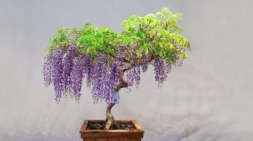  病因■盆栽紫藤，养了好几年也不开花，揪出“病因”，年年开成“花树”
