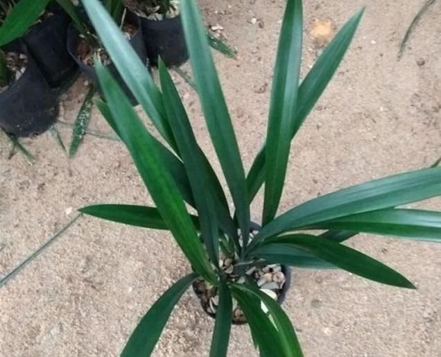  「解决」兰花长成了“草”？看看高手怎么处理，3招就解决了，简单又实用
