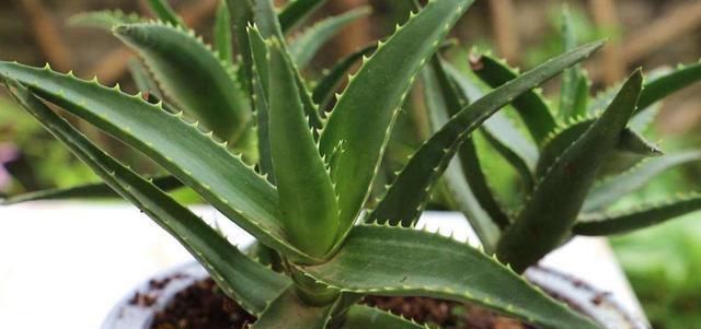 家里■这两种植物养得好,稍微注意就能养出老桩来价值高气势好