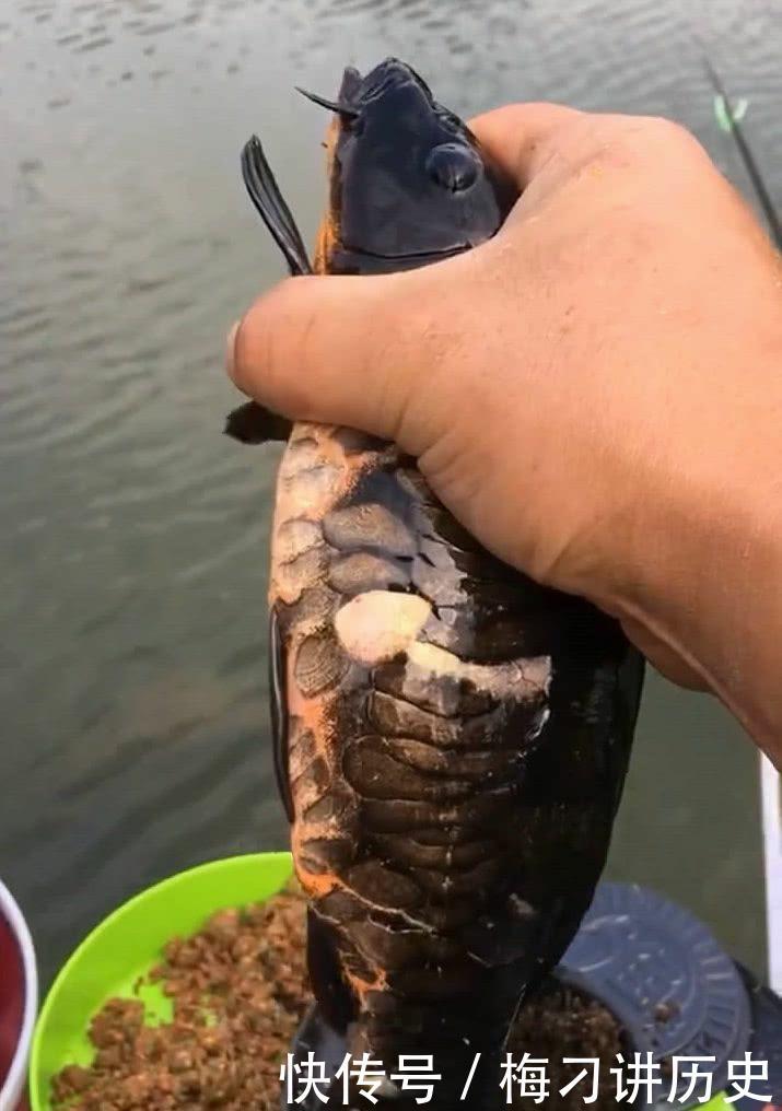  [天门]湖北天门钓起神奇“黑龙鱼”，模样稀奇罕见，网友：危险