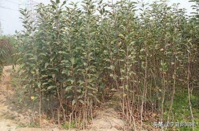  中卫@蔫在枝头，烂在地里！中卫南长滩千亩经果无人采摘，自生自