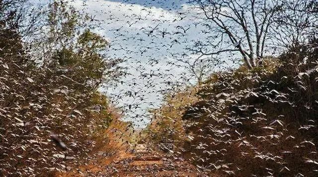 为什么古代蝗灾很多，现在却没有了？是因为古代种了很多粮食却没