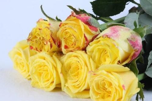  【试试】喜欢菊花，不如试试“优良玫瑰”金香玉，开花爆盆，高贵优雅！