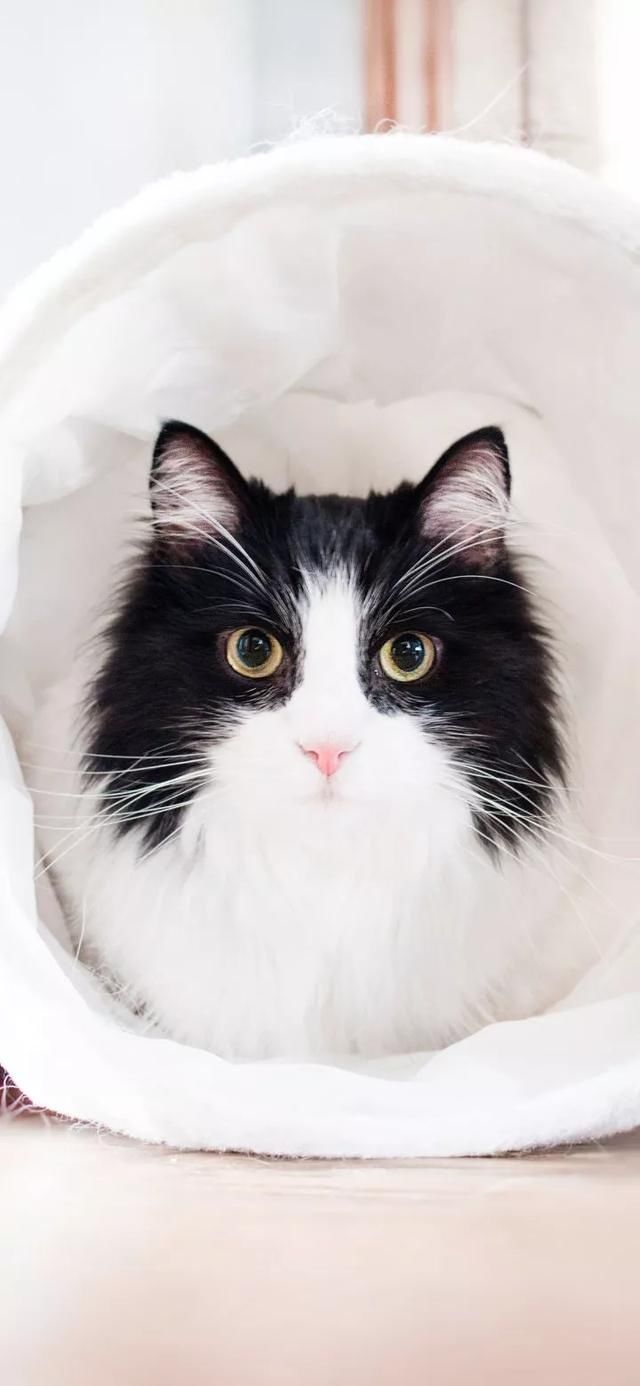  『星球』80张超可爱的猫咪壁纸丨我来自喵星球，来地球只是为了遇见你