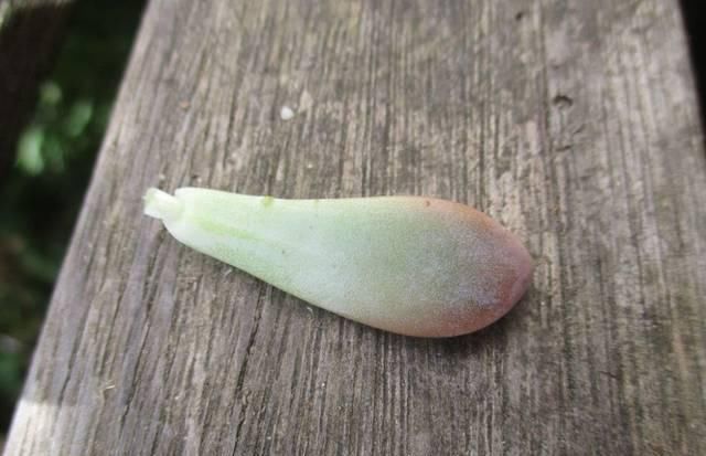 【植物】用叶子来繁殖多肉植物，不小心碰掉的叶子，不要当垃圾丢了