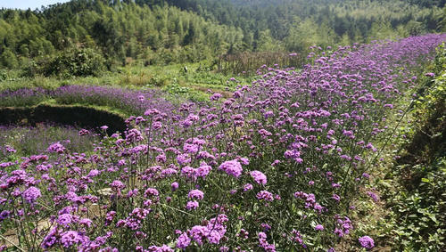 这种花很漂亮，可盆栽做盆景，晒干22元一斤，有农民靠它发财