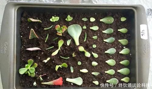 【长寿花】3月扦插正合适,4种花掐片叶子丢土里,1盆轻松变10盆