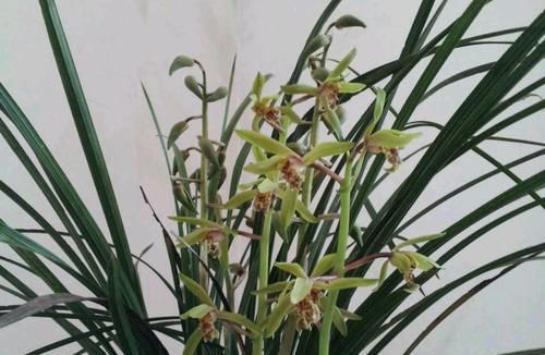  [花芽分化]蕙兰到底要不要低温春化？我的观点有些不一样，接受讨论