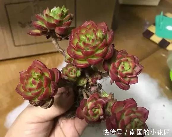 『图片作者』多肉变成白菜价,几毛钱1棵,有的都白送,你买贵了吗?