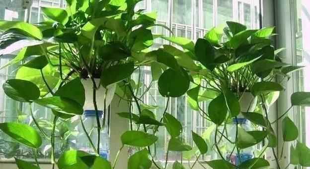  #油绿#养绿萝加点料，叶子油绿又美观，注意使用技巧，植株长得壮